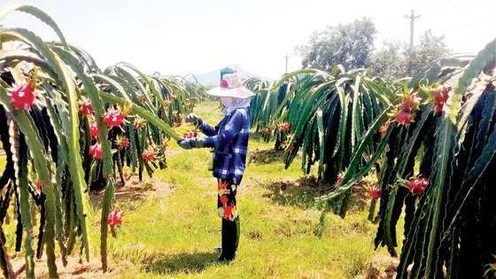 Nông dân dè dặt vụ thanh long tết