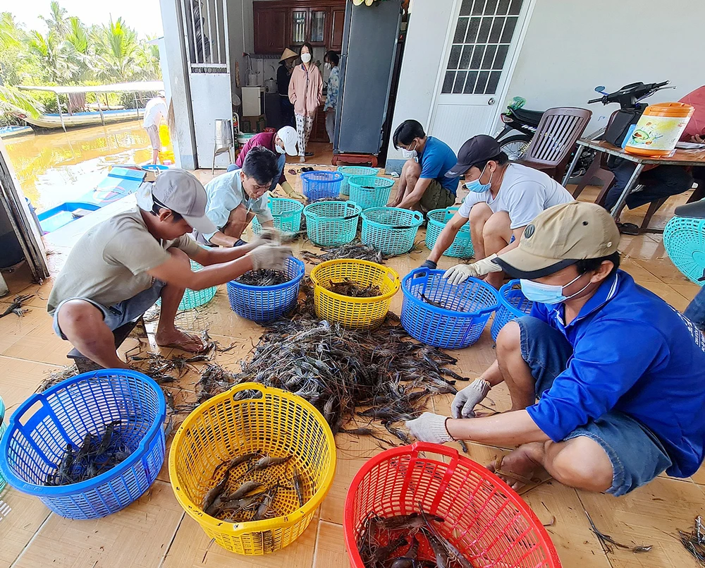 Thu hoạch tôm ở huyện Thới Bình, tỉnh Cà Mau