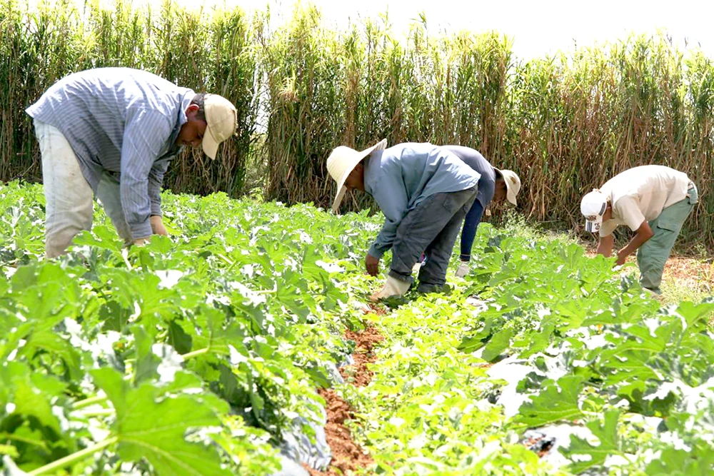 Nông dân Brazil canh tác hoa màu