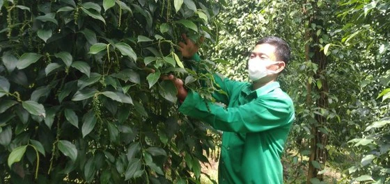 Vườn tiêu hữu cơ của HTX hồ tiêu Lộc Quang, huyện Lộc Ninh, tỉnh Bình Phước