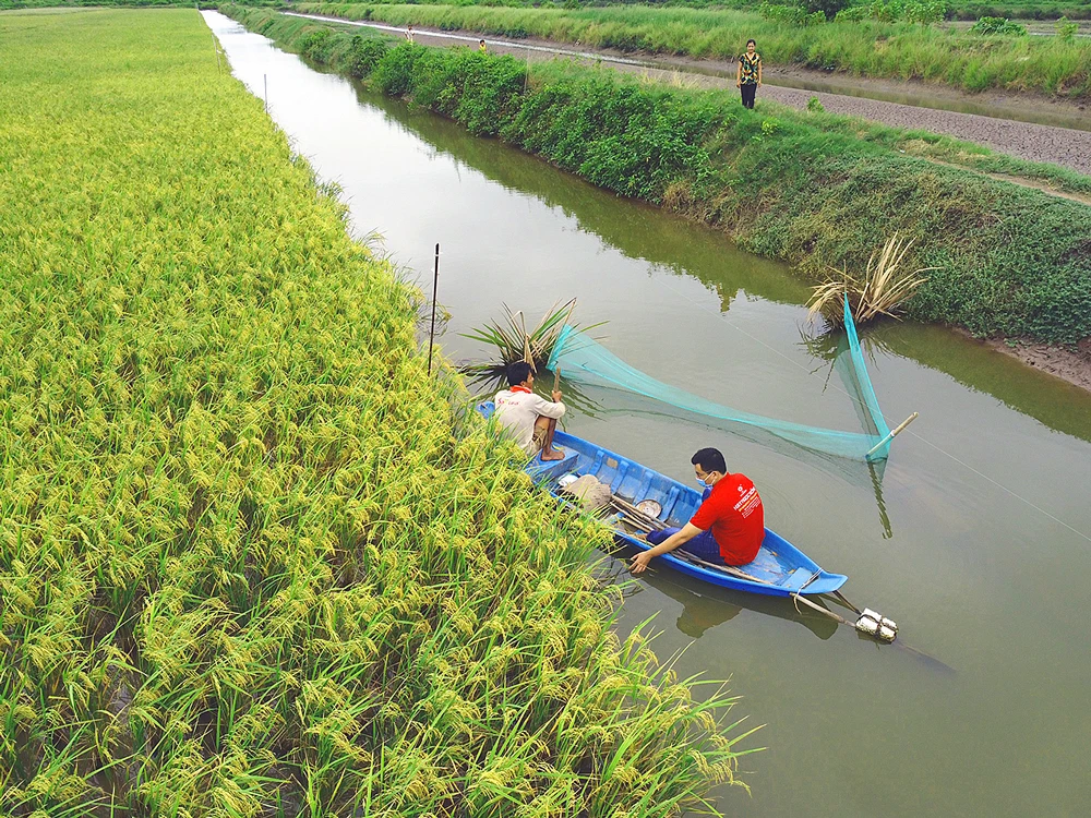 Sản xuất lúa hữu cơ kết hợp nuôi tôm ở Trà Vinh cho hiệu quả cao. Ảnh: TÍN DI