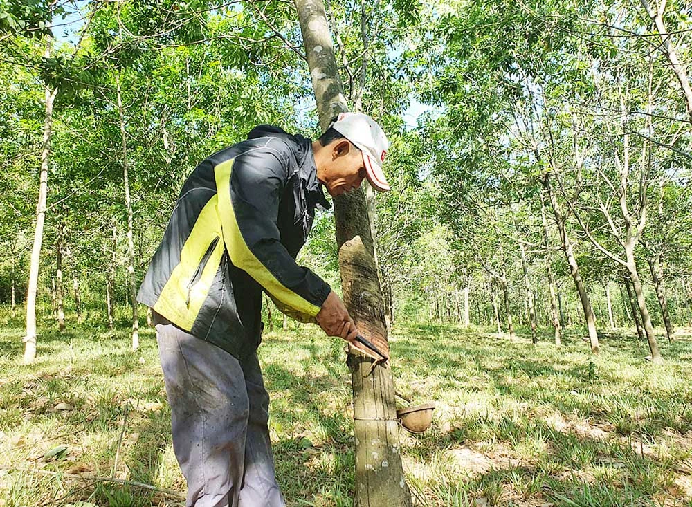 Đoàn viên làng Trường Xuân khai thác mủ cao su