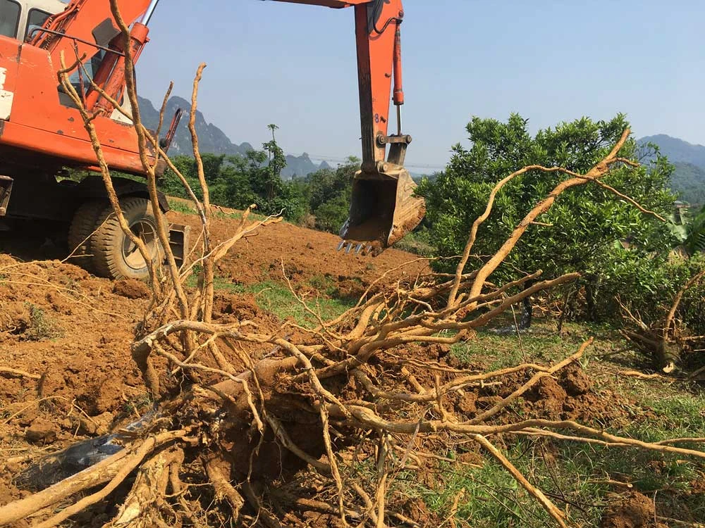 Tan tác vựa cam Cao Phong