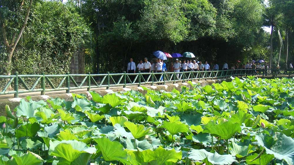 Hồ sen bên đường vào nhà Bác Hồ ở làng Sen, xã Kim Liên (huyện Nam Đàn, Nghệ An). Ảnh: DUY CƯỜNG