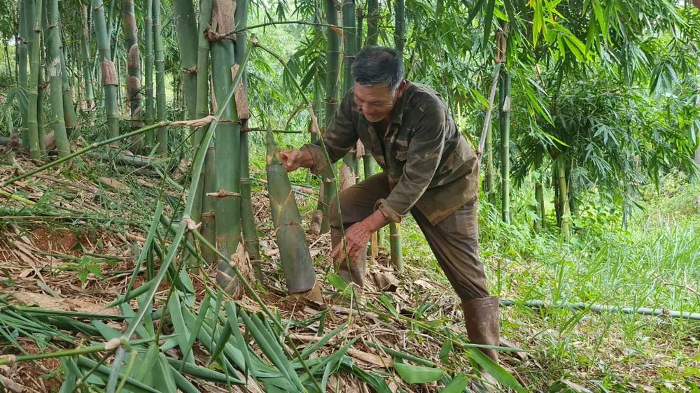 Ông Lê Minh Hoàng tại cánh rừng tre tiền tỷ của gia đình