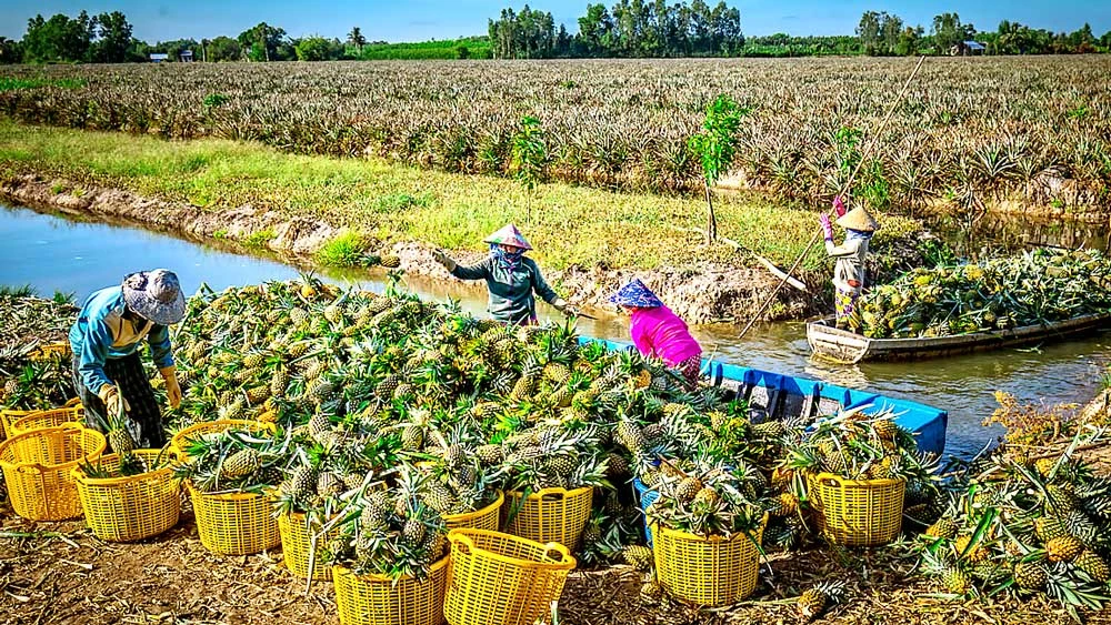 Khi nông sản xuất khẩu trực tiếp từ các cảng biển ĐBSCL, chi phí vận chuyển giảm, hàng hóa sẽ tăng tính cạnh tranh