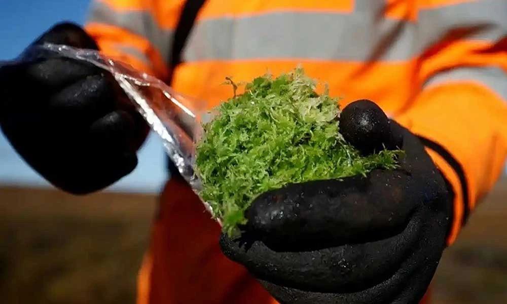 Rêu sphagnum đóng vai trò quan trọng đối với hệ sinh thái. Ảnh: REUTERS