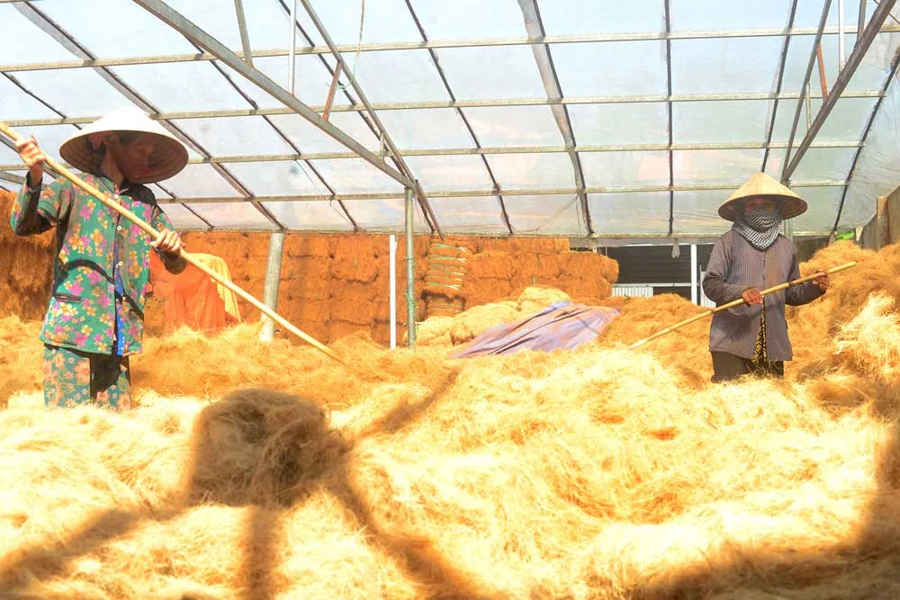 Giá trị của cây dừa ảnh 7