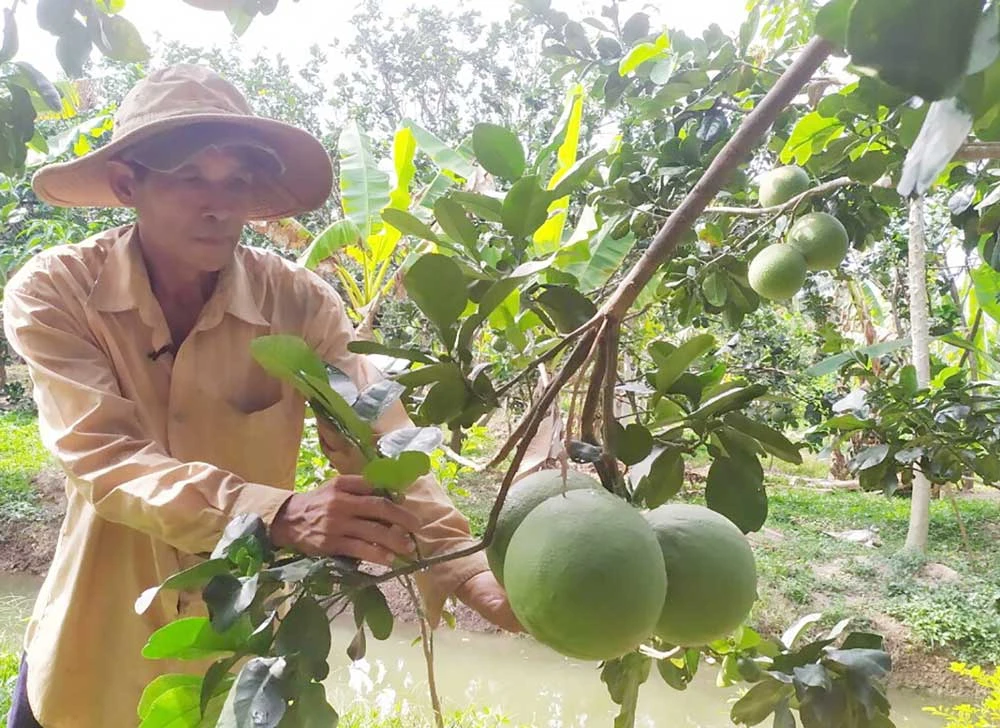 Bưởi da xanh Bến Tre lần đầu tiên được xuất sang thị trường Mỹ. Ảnh: TÍN HUY