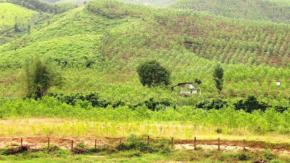 Một khu đất ở xã Canh Hòa, huyện Vân Canh, tỉnh Bình Định bị cấp sổ đỏ sai. Ảnh: NGỌC OAI