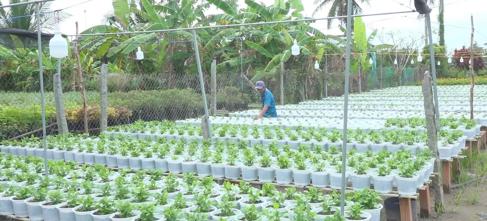 Nhà vườn tại phường Tân Quy Đông, TP Sa Đéc làm giàn cao và hệ thống đèn Led theo kỹ thuật mới để cúc pico ra hoa đúng dịp Tết Nguyên đán. Ảnh: PHAN HUY Nhà vườn tại phường Tân Quy Đông, TP Sa Đéc làm giàn cao và hệ thống đèn Led theo kỹ thuật mới để cúc pico ra hoa đúng dịp Tết Nguyên đán. Ảnh: PHAN HUY