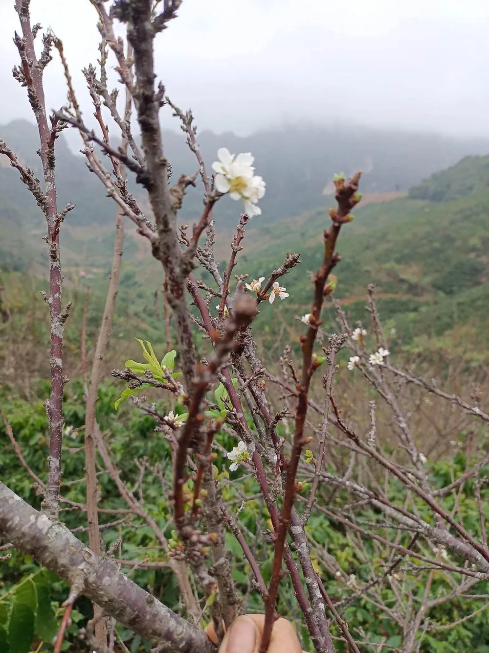 Cành củi khô (mận) của núi rừng Tây Bắc được nhiều người mua về chưng trong mùa xuân năm nay. Ảnh: PHÍ THỊ TRINH Cành củi khô (mận) của núi rừng Tây Bắc được nhiều người mua về chưng trong mùa xuân năm nay. Ảnh: PHÍ THỊ TRINH
