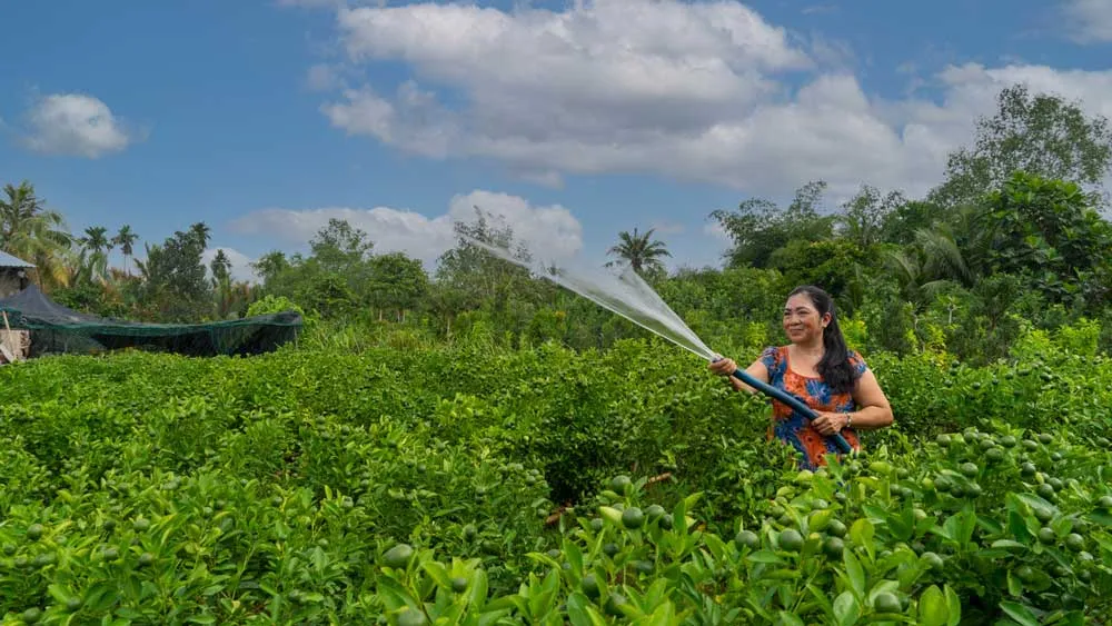 Nhà vườn đang tất bật chuẩn bị cho vụ mùa sản xuất hoa Tết Quý Mão 2023. Ảnh: SATRA Nhà vườn đang tất bật chuẩn bị cho vụ mùa sản xuất hoa Tết Quý Mão 2023. Ảnh: SATRA