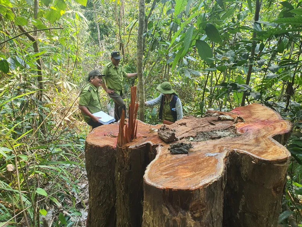 Lực lượng chức năng kiểm tra hiện trường vụ chặt cây rừng Lực lượng chức năng kiểm tra hiện trường vụ chặt cây rừng
