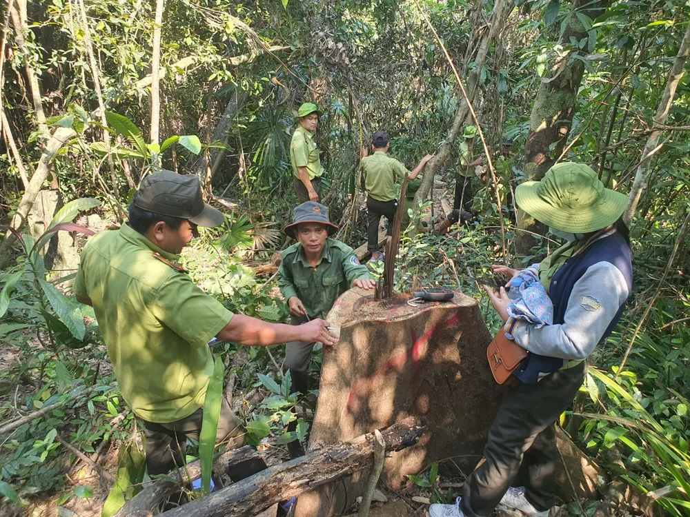 Lực lượng chức năng kiểm tra hiện trường vụ chặt cây rừng Lực lượng chức năng kiểm tra hiện trường vụ chặt cây rừng