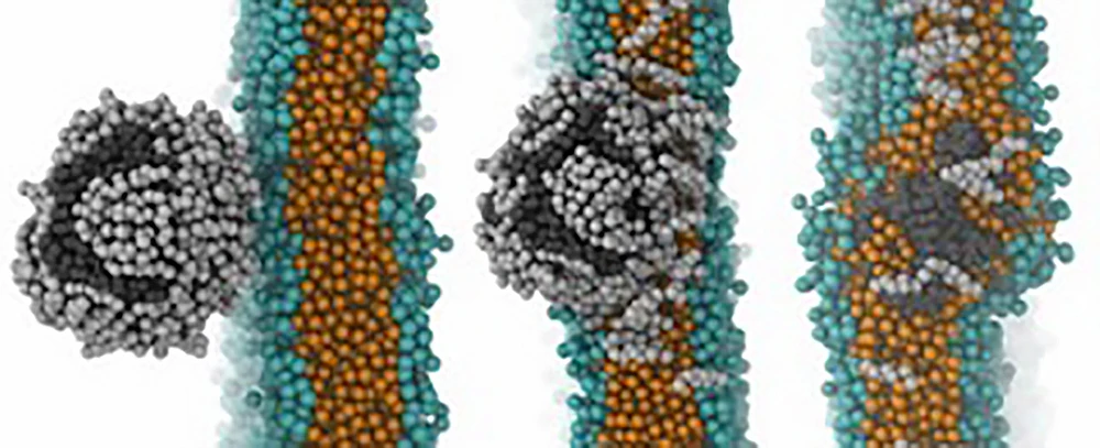 Mô hình các phân tử nhựa và cholesterol vượt qua hàng rào máu não. Ảnh: NANOMATERIALS