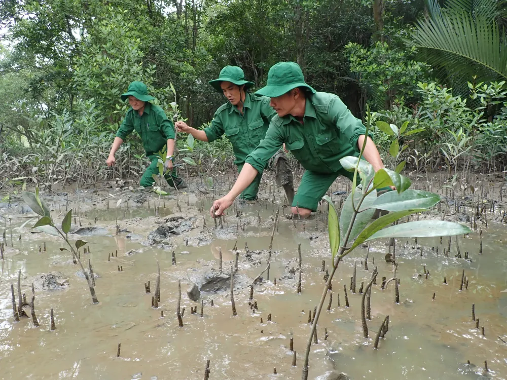 Trồng rừng ngập mặn Cần Giờ - bảo vệ lá phổi xanh cho TPHCM Trồng rừng ngập mặn Cần Giờ - bảo vệ lá phổi xanh cho TPHCM