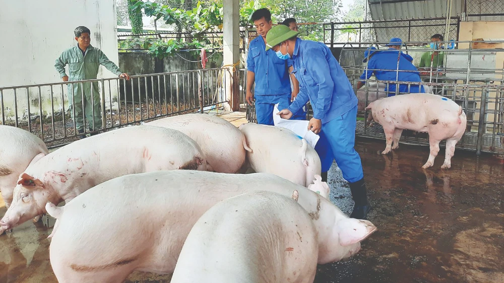 Lo sợ dịch bệnh, hộ chăn nuôi ngại tái đàn heo cung ứng Tết