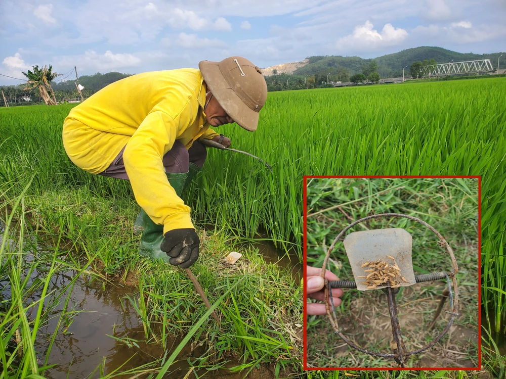 Đẩy lùi các “đội quân” chuột đồng