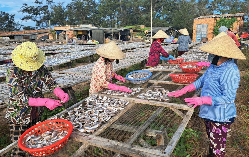 Làng cá Phước Hải, thị trấn Đất Đỏ, tỉnh Bà Rịa - Vũng Tàu chế biến cá khô phục vụ dịp Tết Nguyên đán. Ảnh: NÔNG NGÂN