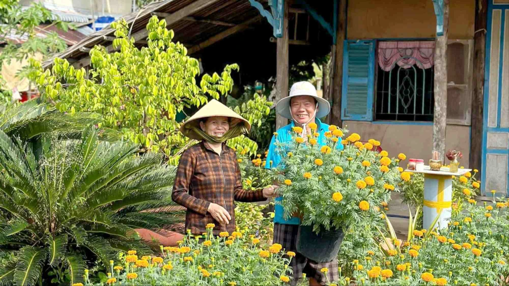 Bông vạn thọ quen thuộc khắp nẻo mùa xuân phương Nam. Ảnh: ĐỖ TÌNH 