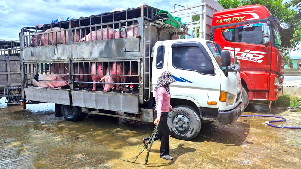 Ô nhiễm môi trường từ điểm xịt tắm heo bên quốc lộ 1A