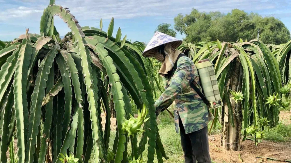 Nông dân chăm sóc thanh long ở tỉnh Bình Thuận 