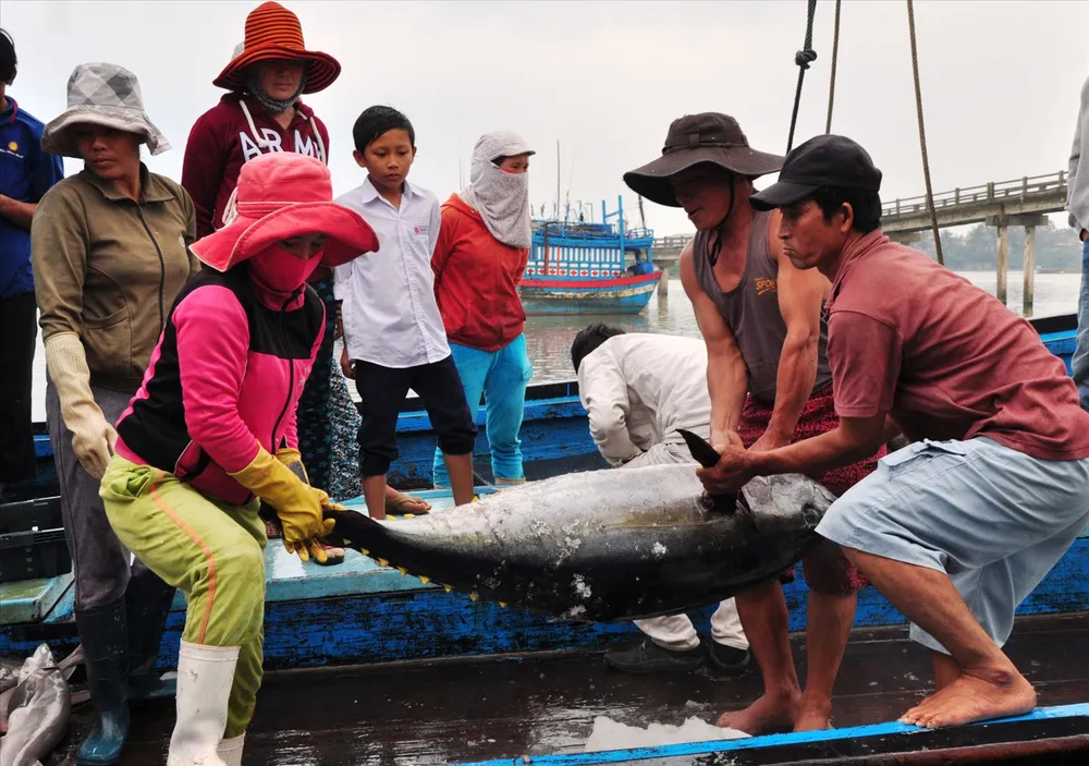 Ngư dân miền Trung khai thác cá ngừ