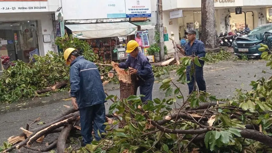 Xử lý cây gãy đổ trên đường