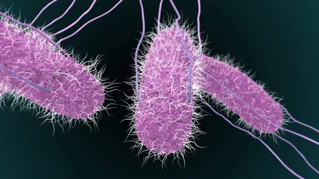Vi khuẩn Salmonella