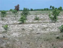 Bán trời…
