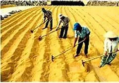 ĐBSCL: Giá lúa tăng trở lại