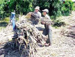 Giá đường cát tăng kỷ lục
