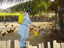 Sử dụng kinh phí phòng chống cúm gia cầm đúng mục đích