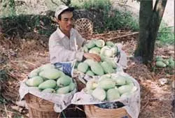 Một số bài thuốc hay từ mâm ngũ quả ngày Tết