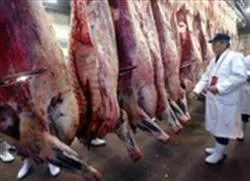 Ngừng nhập thịt bò của Mỹ