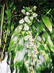 Mừng cây phát tài trổ hoa