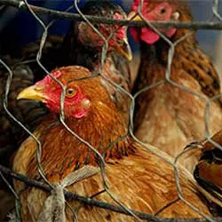 Cúm gia cầm tấn công khu vực Trung Đông