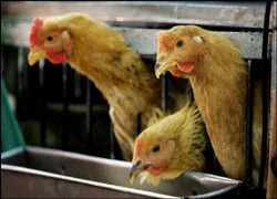 Bùng phát ổ dịch cúm gia cầm mới