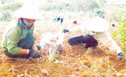 Tỷ phú “khoai lang” ảnh 2 Tỷ phú “khoai lang” ảnh 2