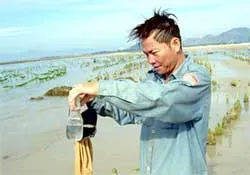 Về Ninh Hải đi săn tôm hùm giống ảnh 2 Về Ninh Hải đi săn tôm hùm giống ảnh 2