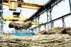 Năm 2006 thiếu khoảng 300.000 tấn đường