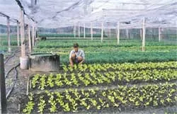 Giảm giá thành, tăng hiệu quả