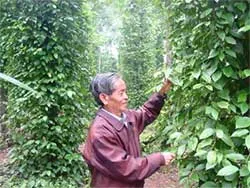 Chuyện của một “ Tiến sĩ nông dân”