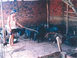 Trang trại heo rừng
