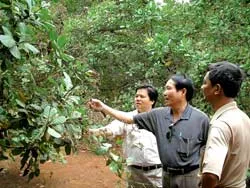 Sản lượng điều thô năm 2006 khoảng 350.000 tấn