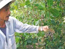 Bỏ điều vì thất mùa, mất giá