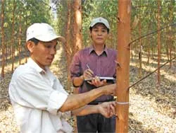 Khởi động một số dự án sản xuất bột giấy
