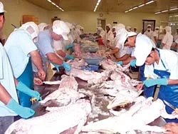 Đa dạng món ăn từ cá sấu Hoa cà