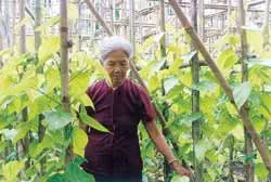 Mười tám thôn còn mấy vườn trầu? ảnh 2 Mười tám thôn còn mấy vườn trầu? ảnh 2